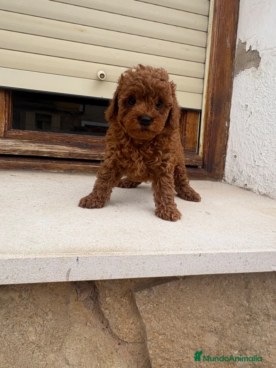 Caniche Toy perros en venta: Caniche toy - Anuncio 1