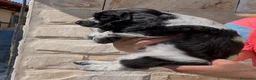 Cocker Spaniel Inglés perros en venta: Preciosos cachorros cocker inglés  - Anuncio 6