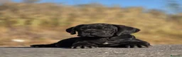 Cane Corso perros en venta: Cachorros de Cane Corso - Anuncio 6