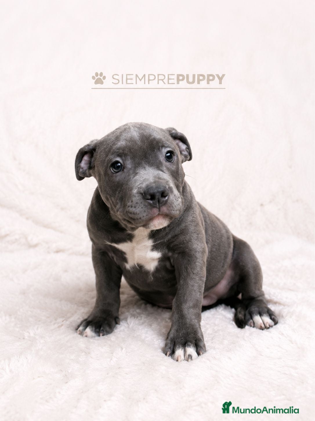 American Bully perros CACHORROS AMERICAN BULLY - Anuncio 3