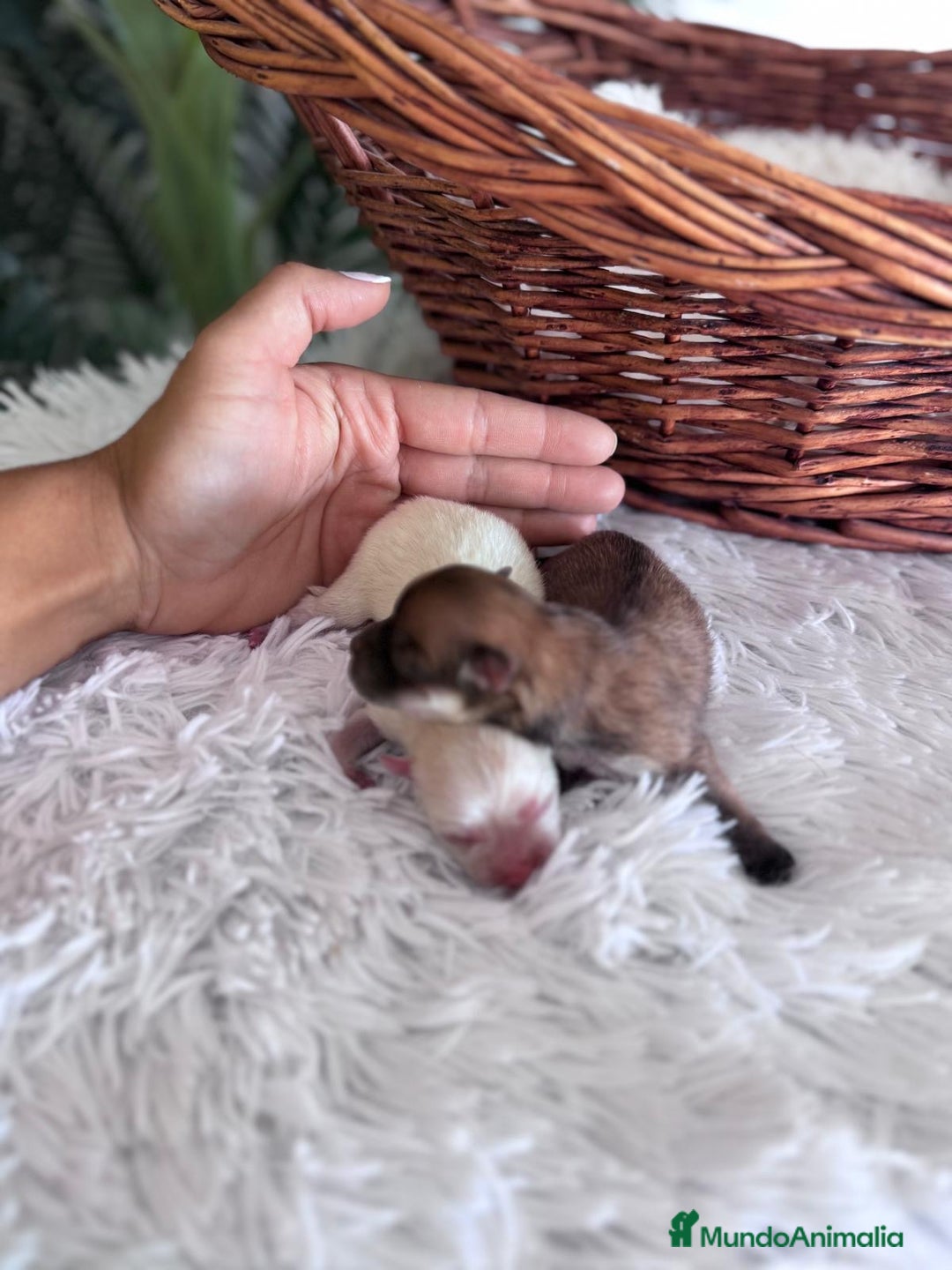 Pomerania perros en venta: POMERANIA HEMBRAS - Imagen 1