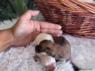 Pomerania perros - Anuncio 42