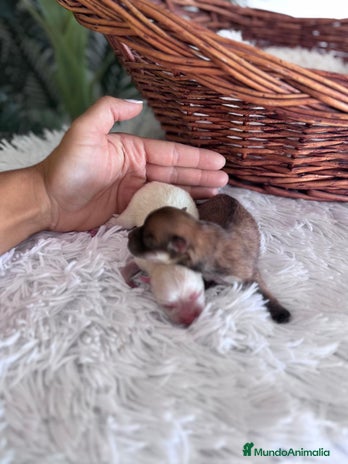 Pomerania perros - Anuncio 14
