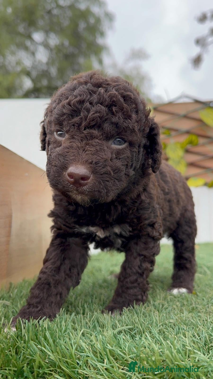 Perro de Agua Español perros PERRO DE AGUA HEMBRA - Anuncio 2