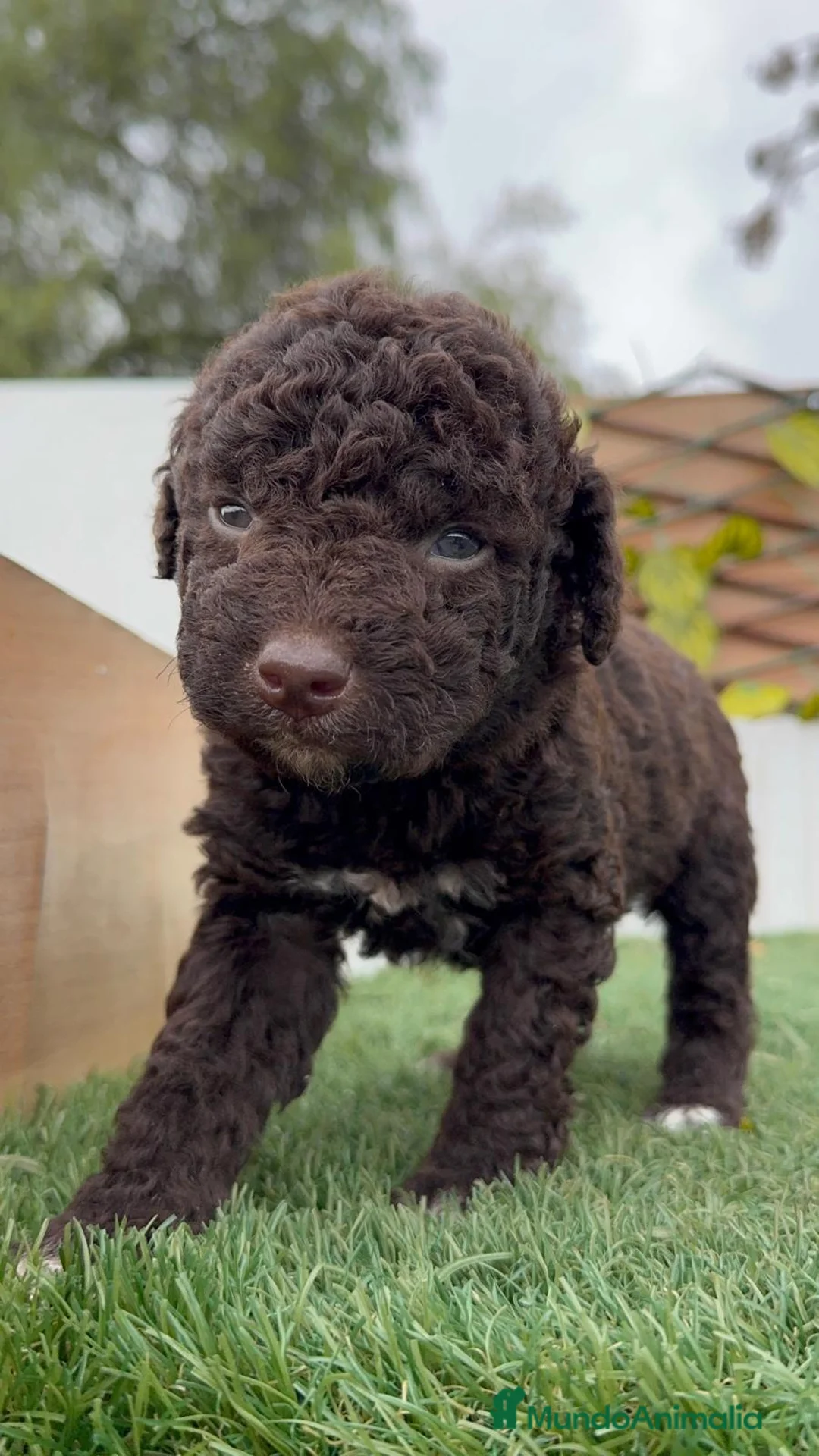 Perro de Agua Español perros en venta: PERRO DE AGUA HEMBRA - Anuncio 2