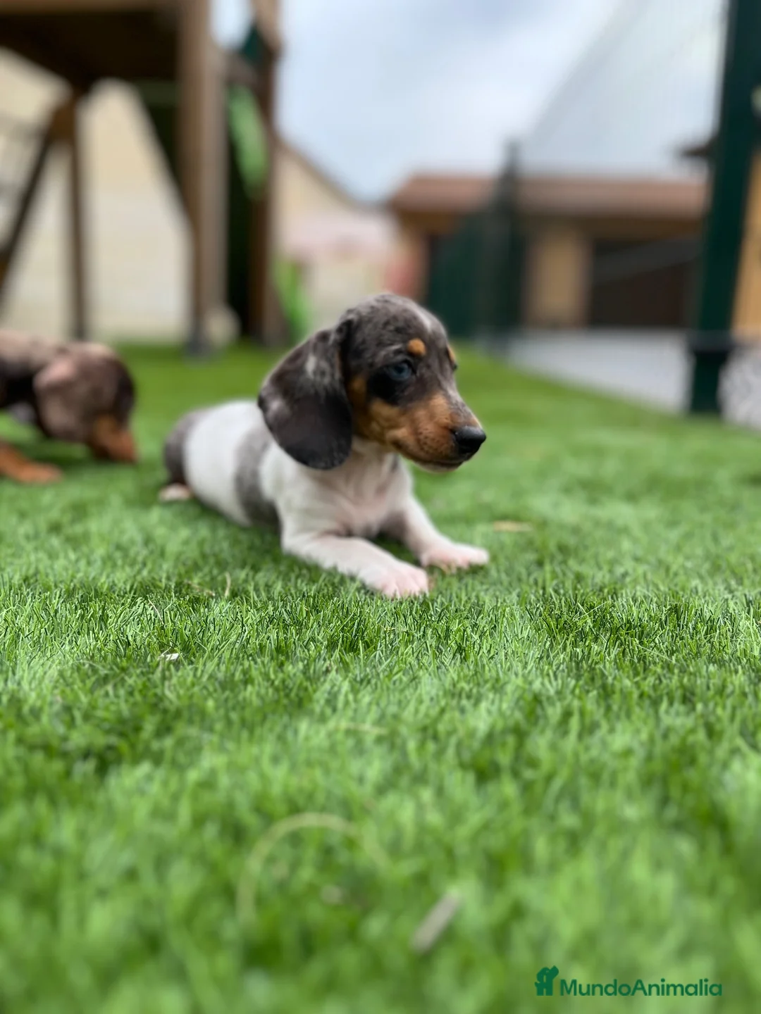 Teckel Miniatura perros en venta: Teckel  - Anuncio 3