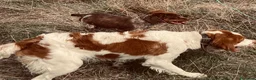 Épagneul Breton perros en venta: Epagneul bretón  - Anuncio 14