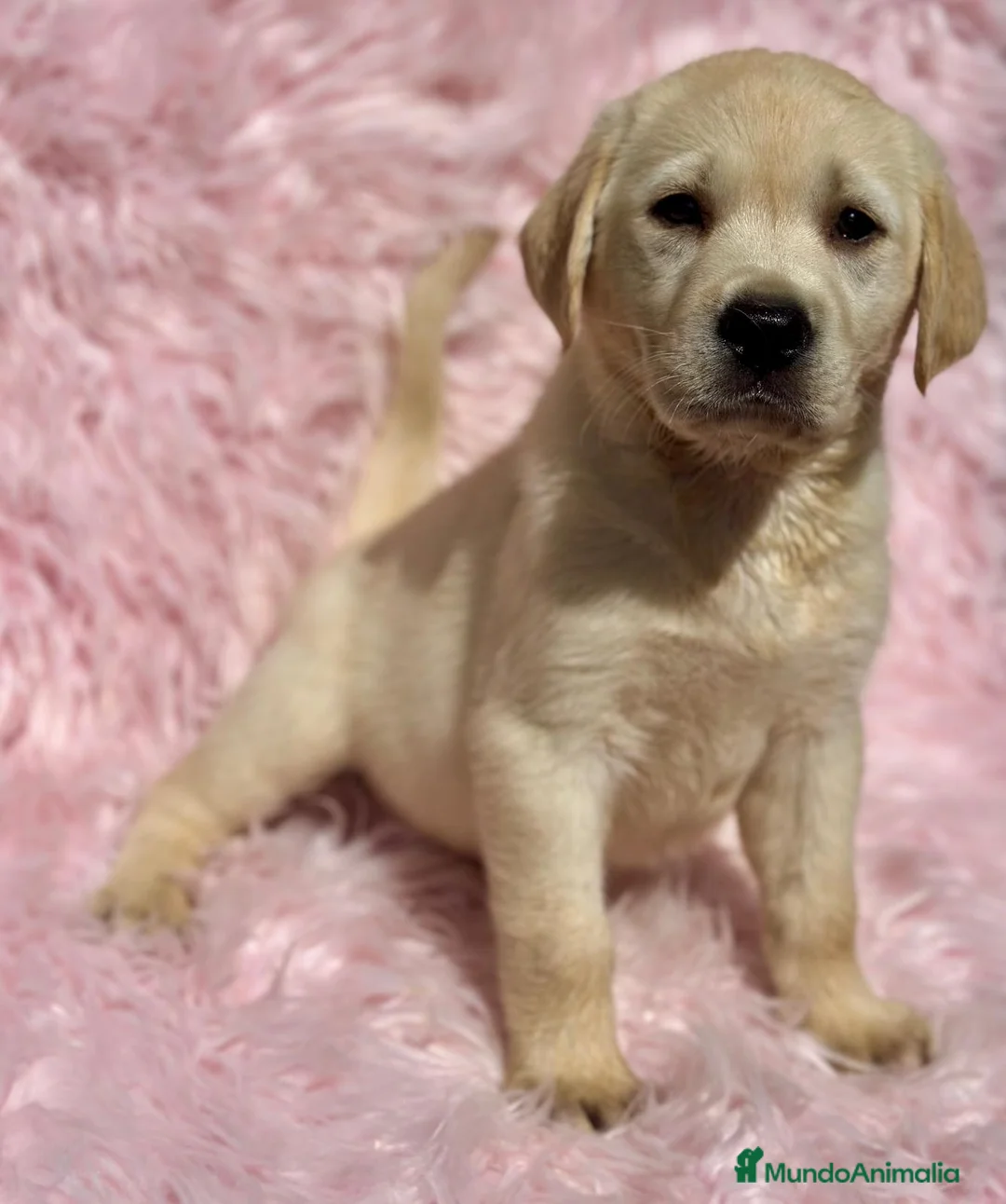 Labrador Retriever perros en venta: Labrador - Anuncio 2