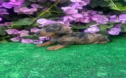 Teckel Miniatura perros en venta: teckel arlequin  - Imagen 3