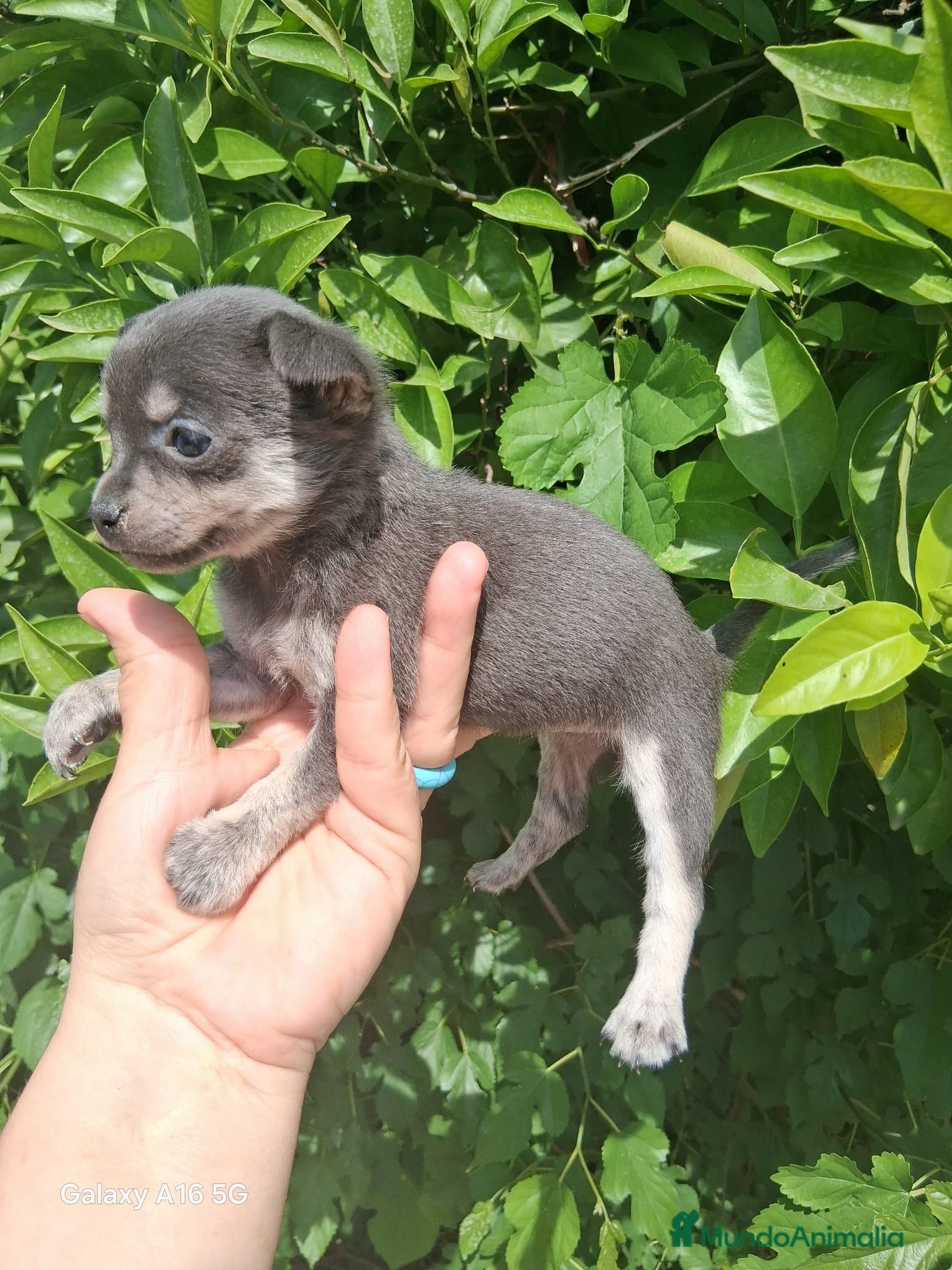 Pomchi perros super toy  de ojos azules y verdes envío a Madrid  - Anuncio 20