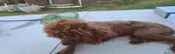 Caniche Enano perros en venta: Caniche mini - Anuncio 3