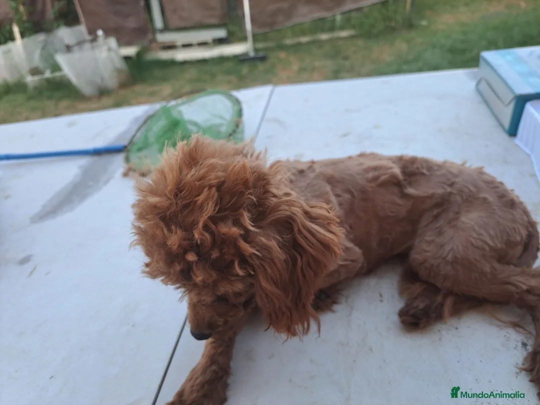 Caniche Enano perros en venta: Caniche mini - Anuncio 3