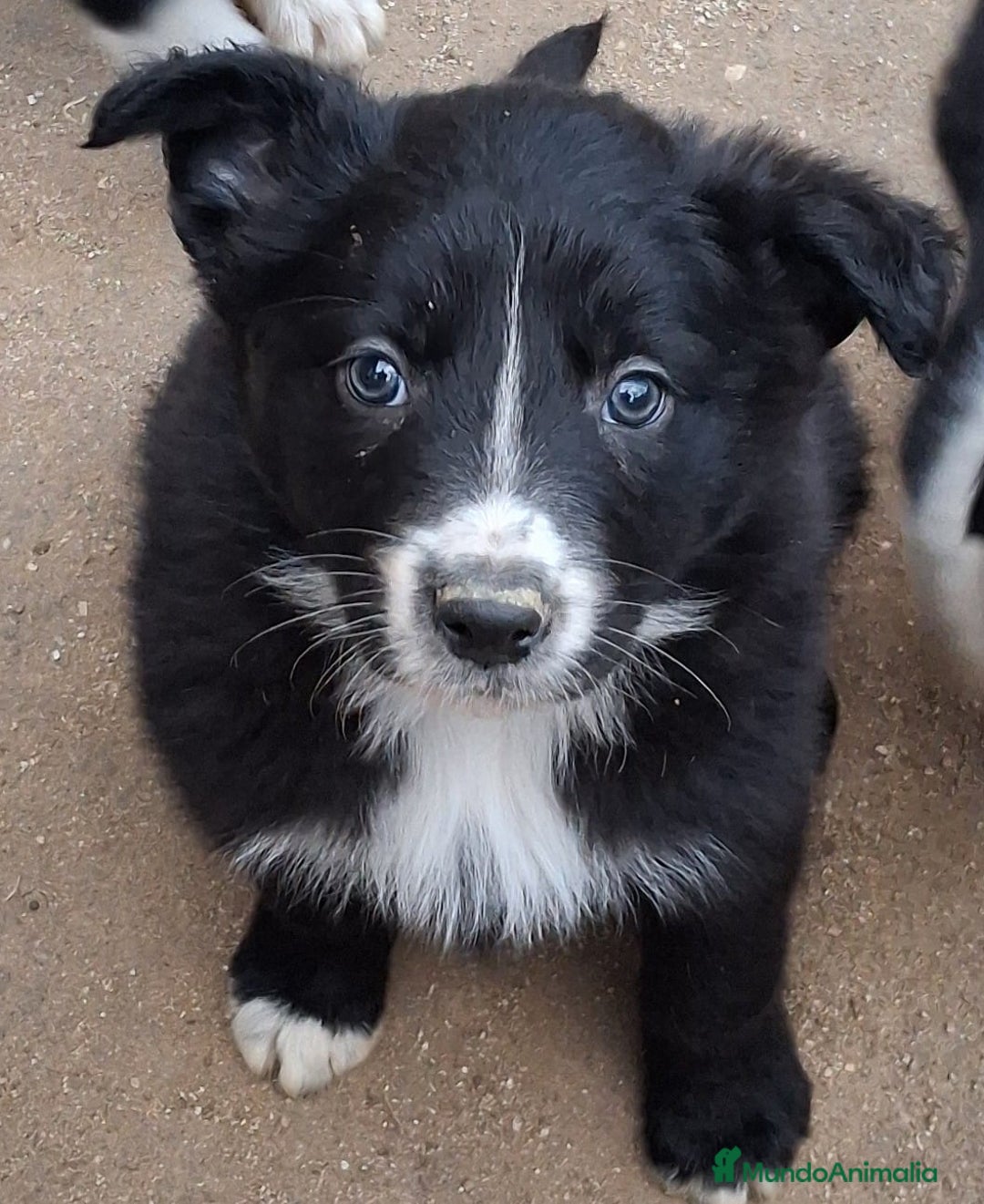 Bearded Collie perros en venta: Boder collie Valdemoro  - Anuncio 4