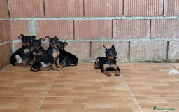 Pinscher Miniatura perros en venta: Pincher miniatura OPORTUNIDAD  - Imagen 2