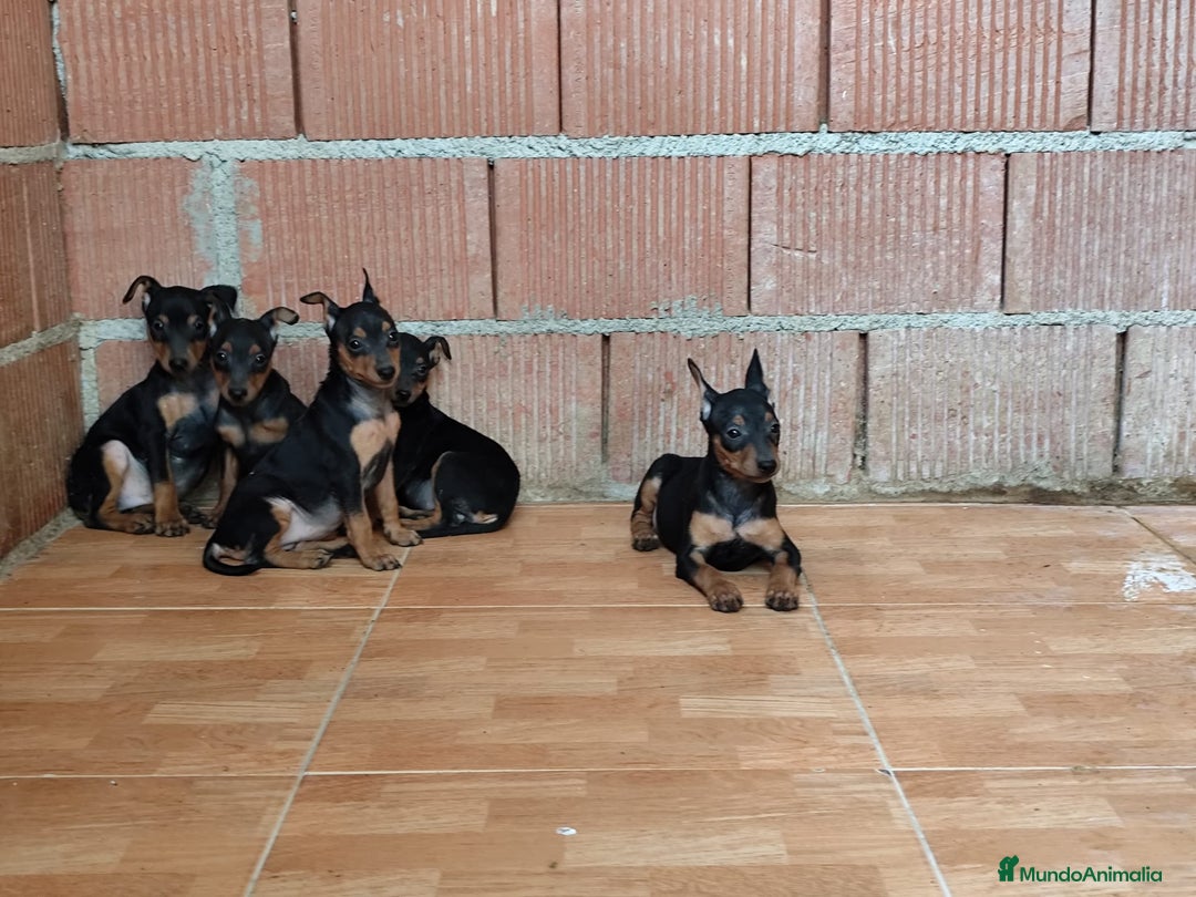Pinscher Miniatura perros en venta: Pincher miniatura OPORTUNIDAD  - Imagen 2