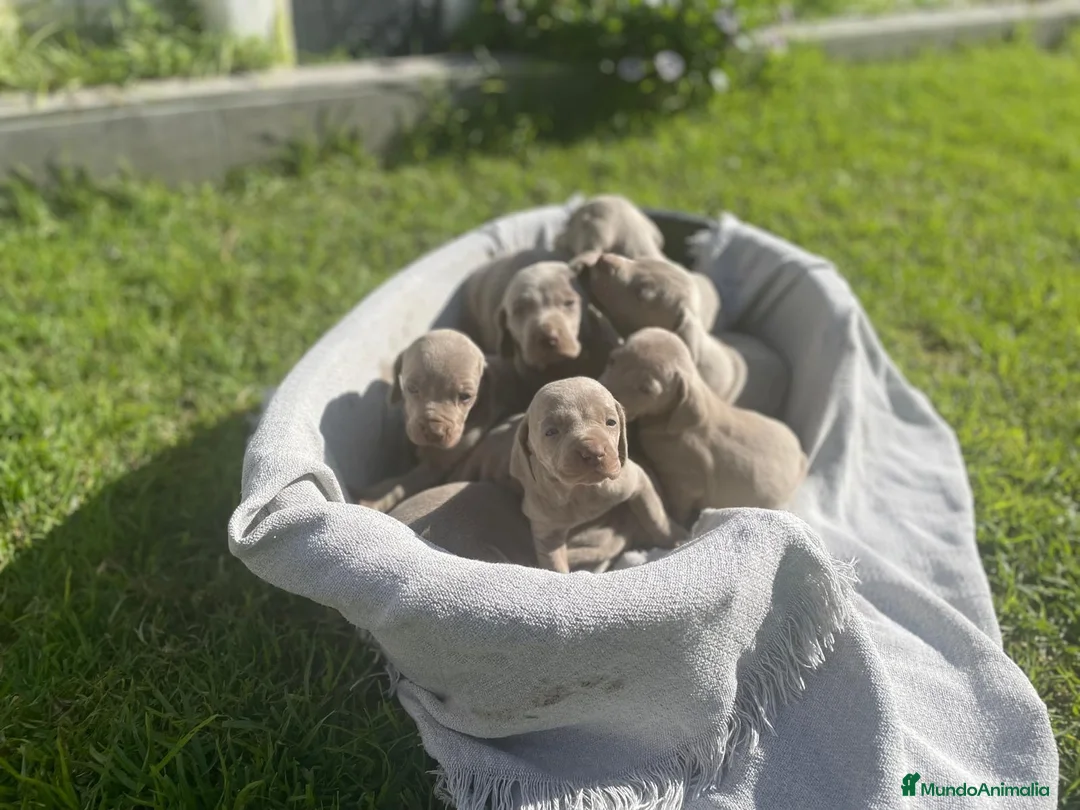 Weimaraner perros en venta: CACHORRO DE BRACO DE WEIMAR - Anuncio 3