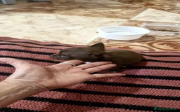 Chihuahua perros en venta: Chihuahua toy exóticos  - Anuncio 9