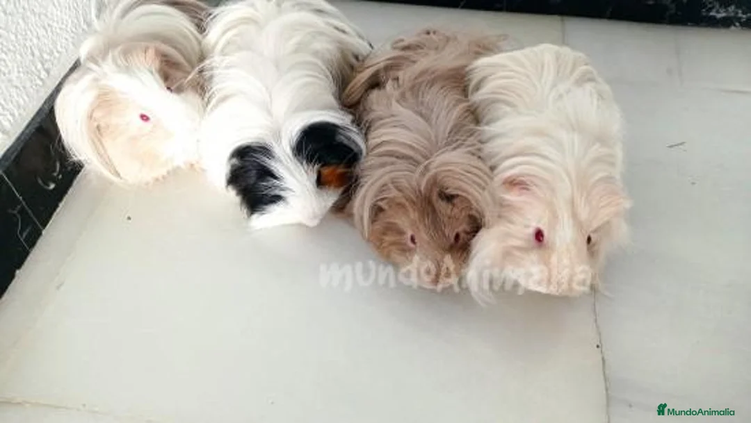 Imagen de galería {{count}}