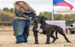 Dogo Alemán perros en venta: Cachorros de Dogo Alemán - Imagen 5