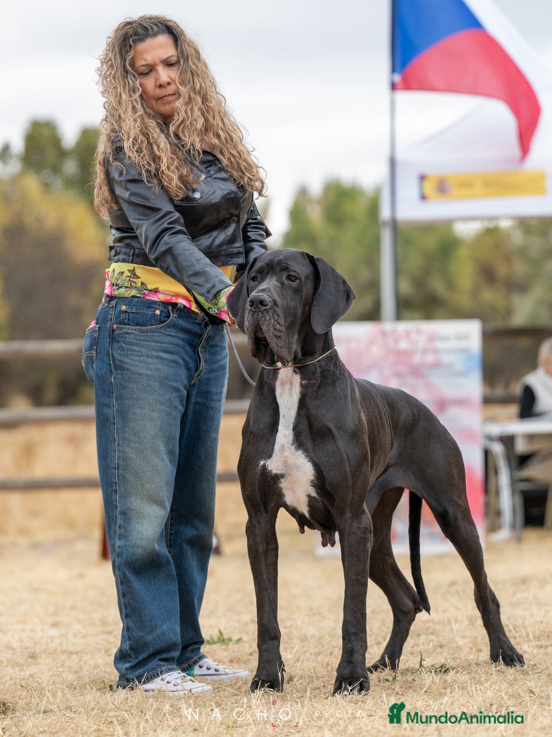Dogo Alemán perros en venta: Cachorros de Dogo Alemán - Imagen 5