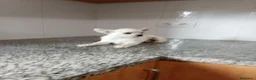 Chihuahua perros en venta: Chihuahua - Anuncio 3