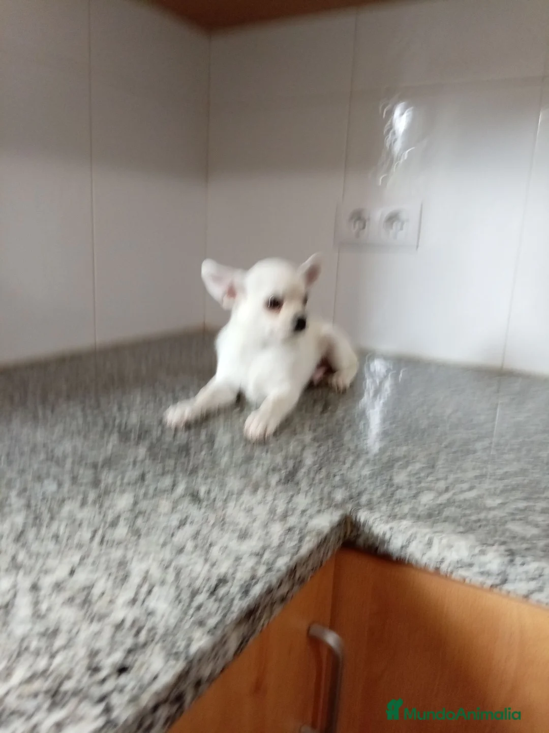 Chihuahua perros en venta: Chihuahua - Anuncio 3