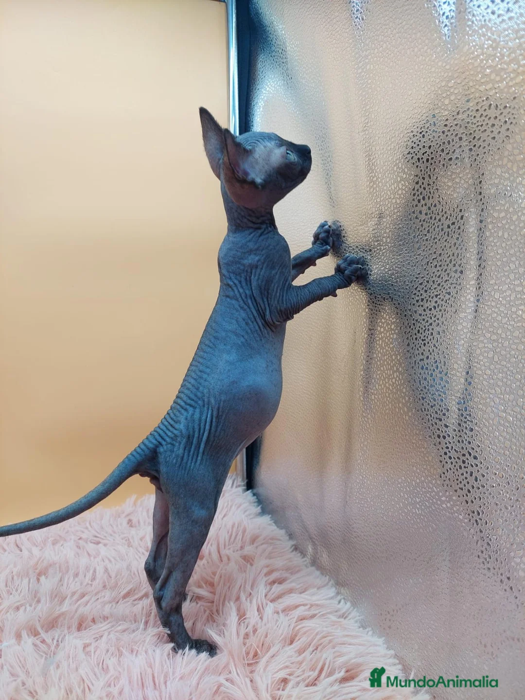 Sphynx gatos en venta: Bonito machito negro  - Anuncio 5