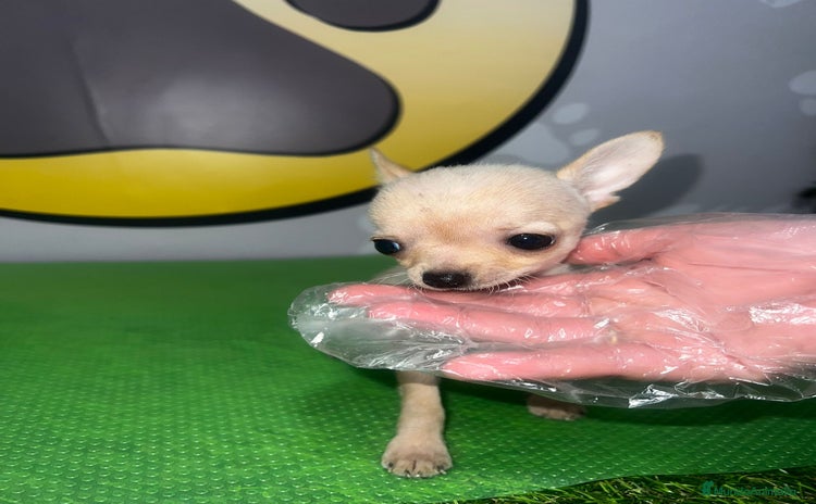 Chihuahua perros en venta - Anuncio 2