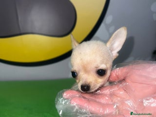 Chihuahua perros - Anuncio 9