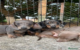 Teckel perros en venta: Camada de Teckel capa exótica  - Imagen 1