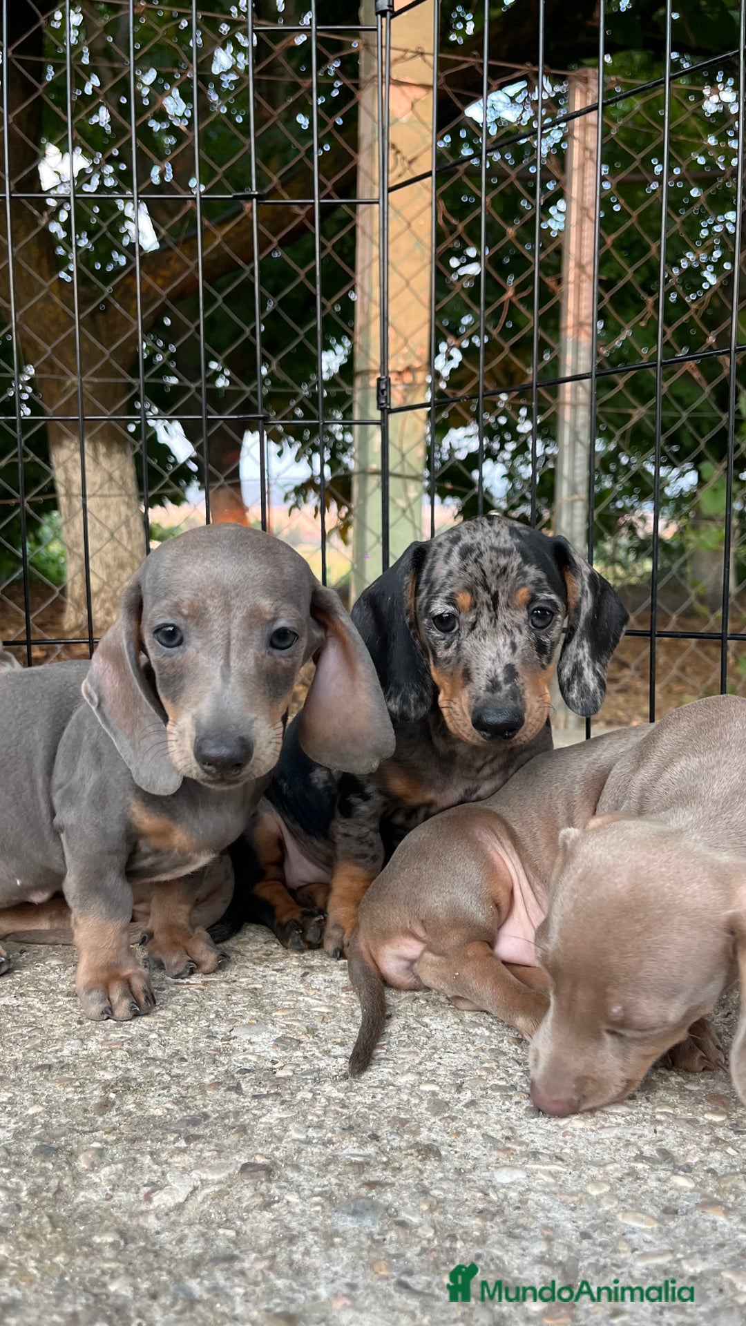 Teckel perros en venta: Camada de Teckel capa exótica  - Imagen 1