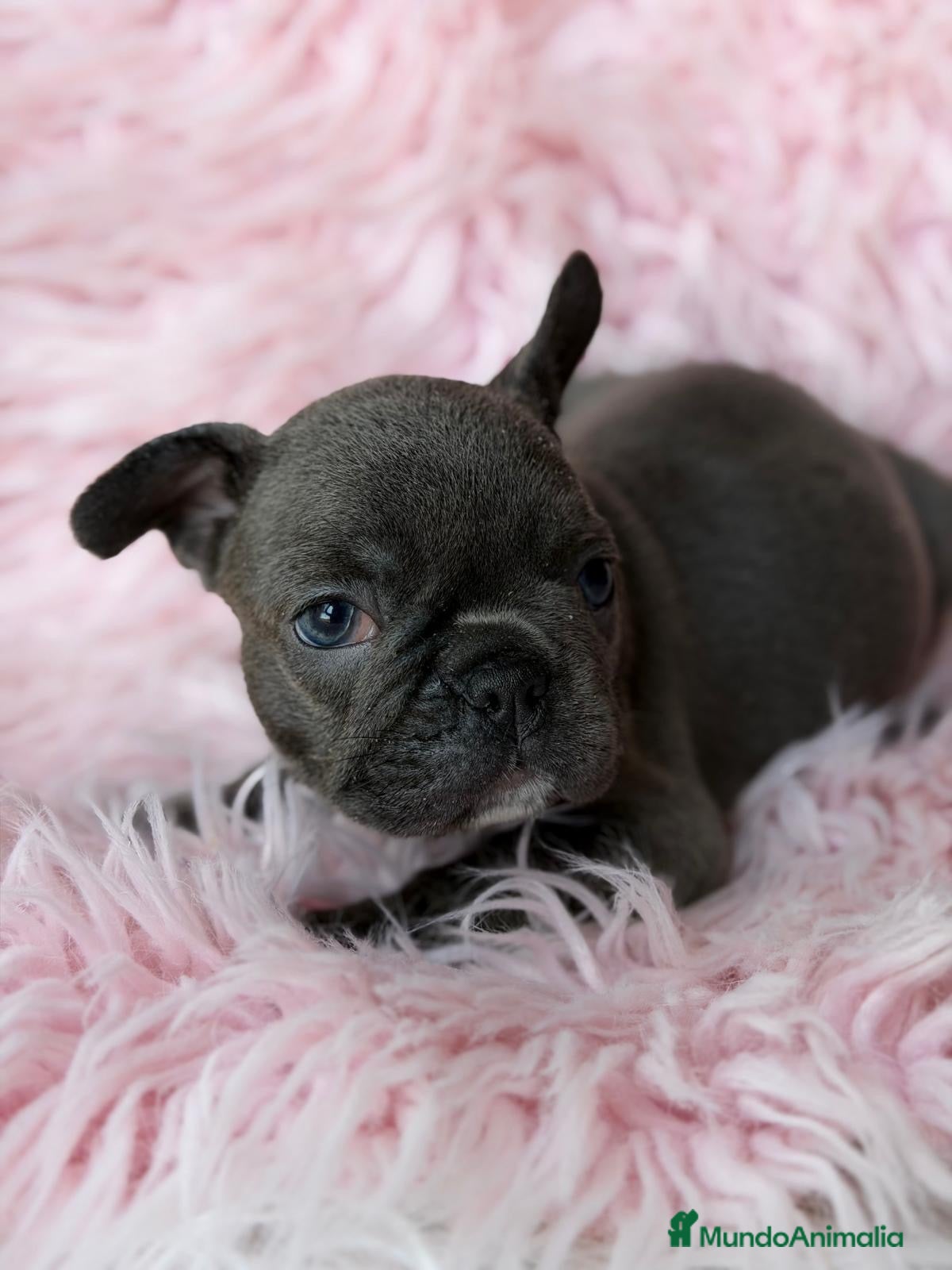 Bulldog Francés perros Bulldog francés blue🩷🐾 - Anuncio 2