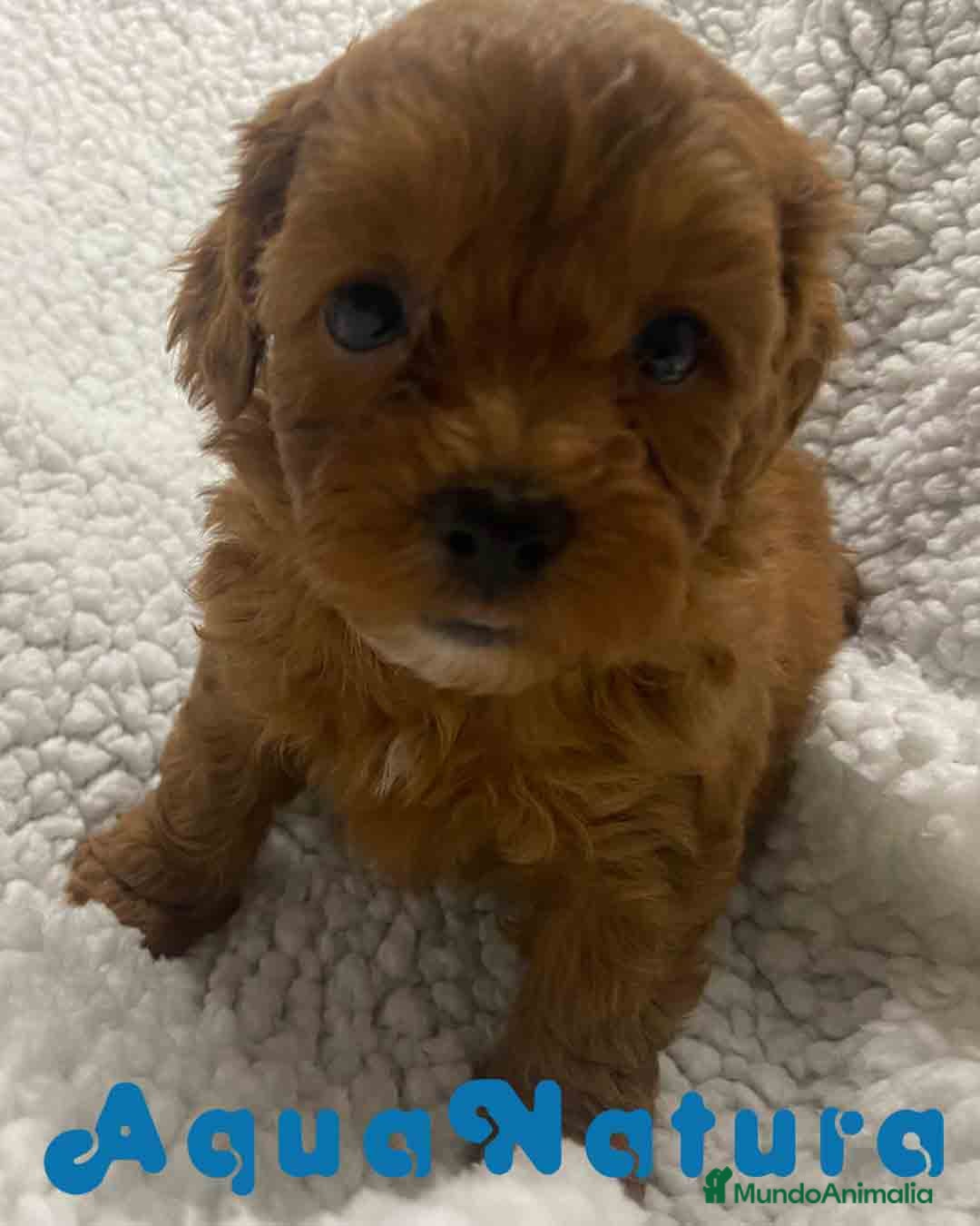 Havapoo perros  Havapoo Hembra 3 de Haya y Can AQUANATURA - Anuncio 2