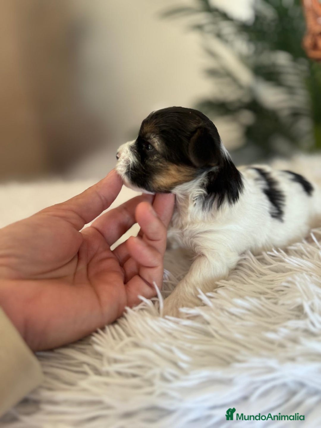 Yorkshire Terrier perros en venta: YORKSHIRE BIEWER - Anuncio 5