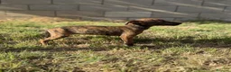 Whippet perros en venta: Whippet hembras de calidad  - Anuncio 3