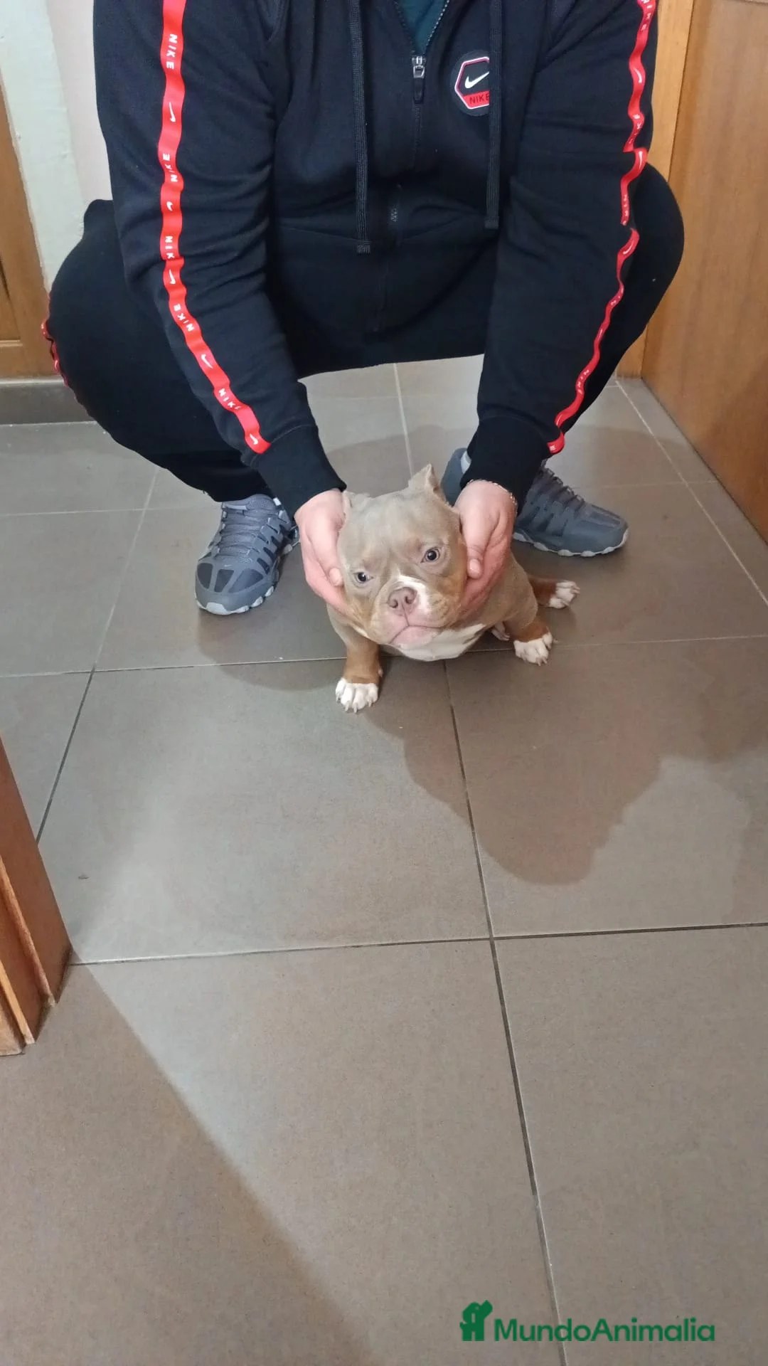 American Bully perros en venta: American bully  en Pontevedra - Anuncio 2