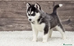 Husky Siberiano perros en venta: husky siberiano - Imagen 1