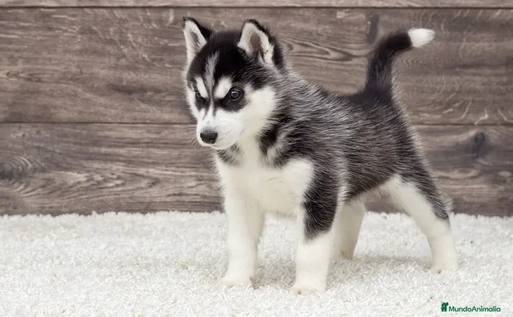 Husky Siberiano perros - Propaganda 1