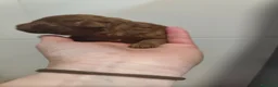 Caniche Toy perros en venta: Caniches rojos toy en Álava - Anuncio 8