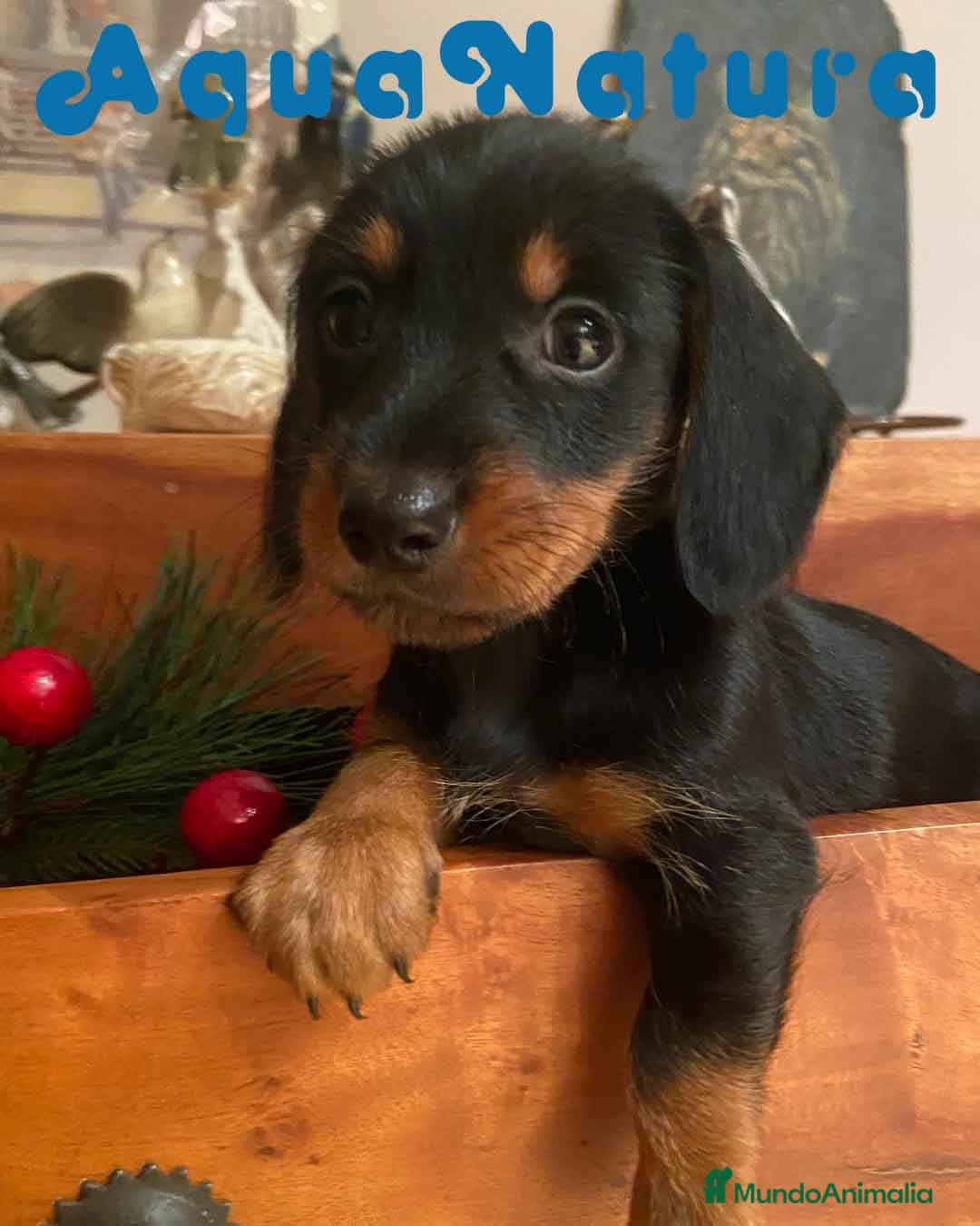 Teckel Miniatura perros Teckel Hembra de Kily y Luisiño 1998 AQUANATURA - Anuncio 2