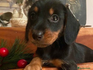 Teckel Miniatura perros Teckel Hembra de Kily y Luisiño 1998 AQUANATURA - Anuncio 2