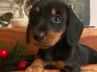 Teckel Miniatura perros Teckel Hembra de Kily y Luisiño 1998 AQUANATURA - Anuncio 9