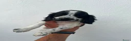 Cocker Spaniel Inglés perros en venta: Camada de Cocker Económica - Anuncio 2