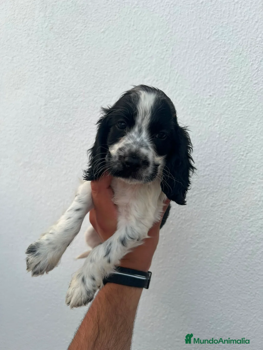 Cocker Spaniel Inglés perros en venta: Camada de Cocker Económica - Anuncio 2