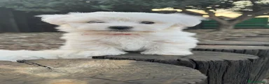 Bichón Maltés 1