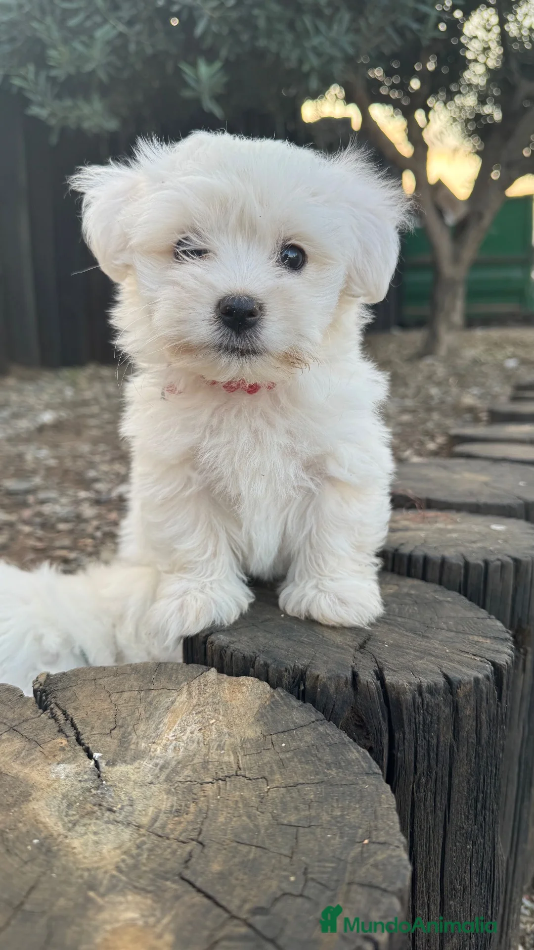 Bichón Maltés perros en venta: Camada bichon maltés  en Tarragona - Anuncio 2