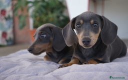 Teckel Miniatura perros en venta: 🌙 Tiko y Munchi – Elegancia en tonos silver 🐾 - Imagen 10