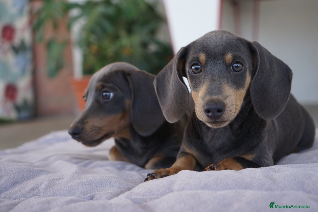 Teckel Miniatura perros en venta: 🌙 Tiko y Munchi – Elegancia en tonos silver 🐾 - Imagen 10