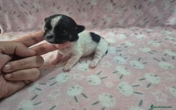 Chihuahua perros en venta: Chihuahua mini toy blue - Imagen 3