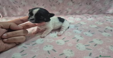 Chihuahua perros - Propaganda 7